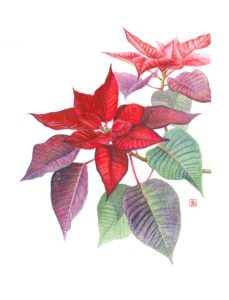 Euphorbia pulcherrima poinsetia, 2025 Euphorbia pulcherrima poinsetia, 2025