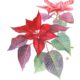 Euphorbia pulcherrima poinsetia, 2025