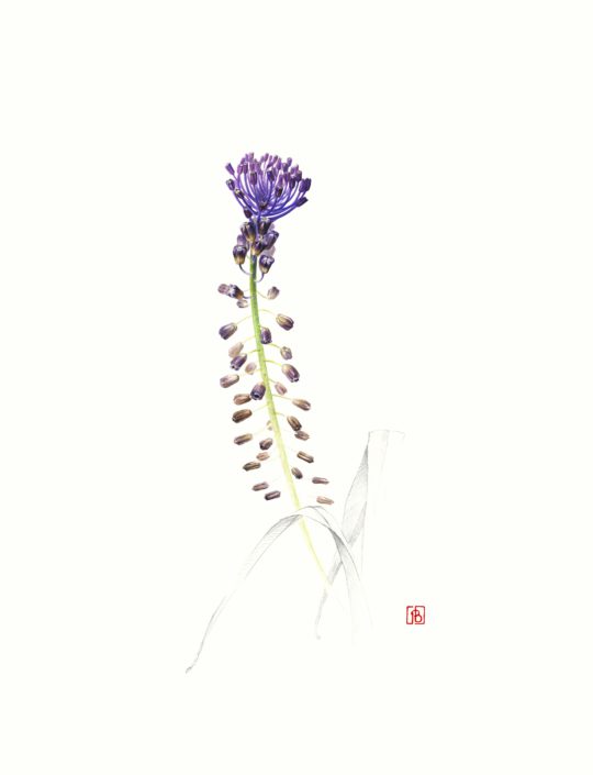 Muscari comosum muscari à toupet, 2020 Muscari comosum muscari à toupet, 2020