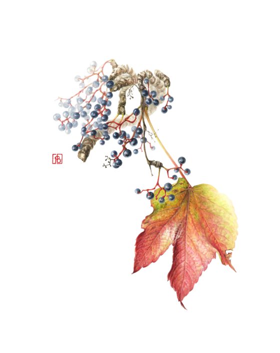 Parthenocissus tricuspidata vigne vierge à trois pointes 2016 Parthenocissus tricuspidata vigne vierge à trois pointes 2016