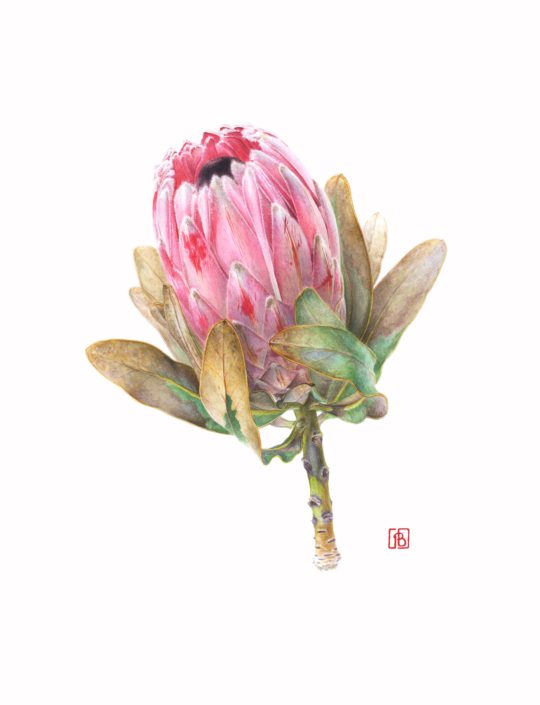 Protea compacta, 2018 Protea compacta, 2018