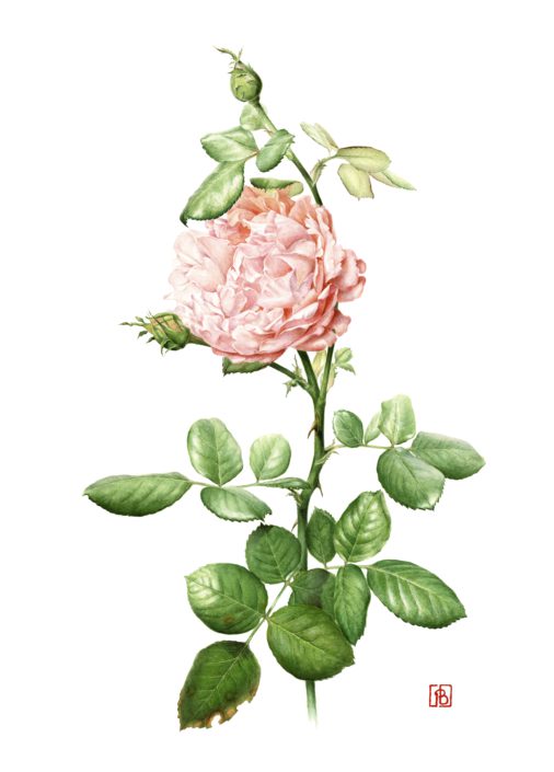 Rosa indica (rosier de chine), 2016 Rosa indica (rosier de chine), 2016