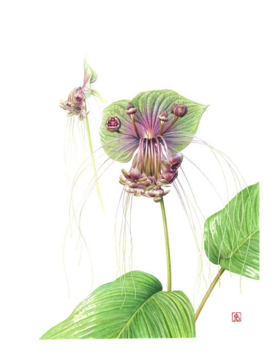 Tacca chantrieri (fleur chauve souris), 2024 Tacca chantrieri (fleur chauve souris), 2024