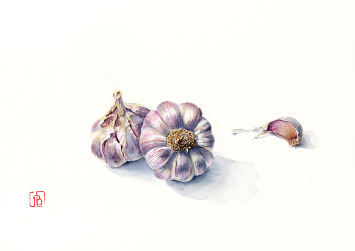 Pascal Brault, Ail rose, Allium roseum, 2012 Ail rose, Allium roseum, 2012