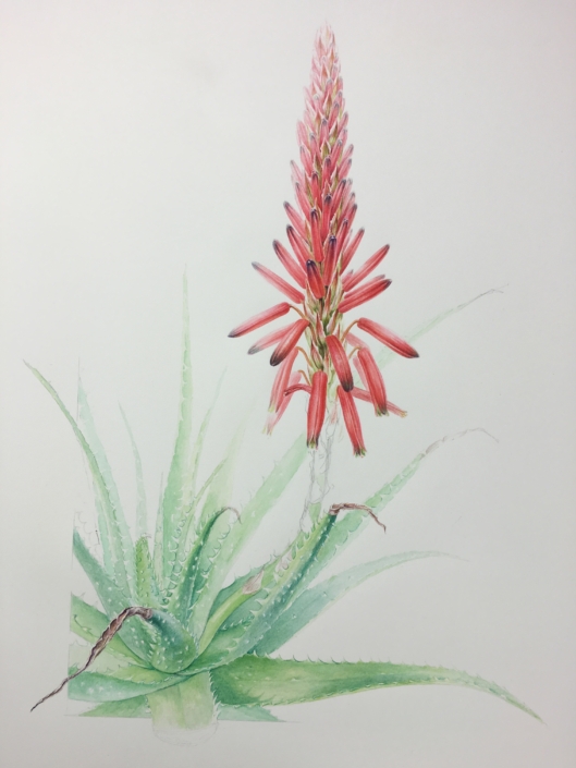Pascal Brault, Aloès humble, Aloe humilis, 2016 Pascal Brault, Aloès humble Aloe humilis, 2016