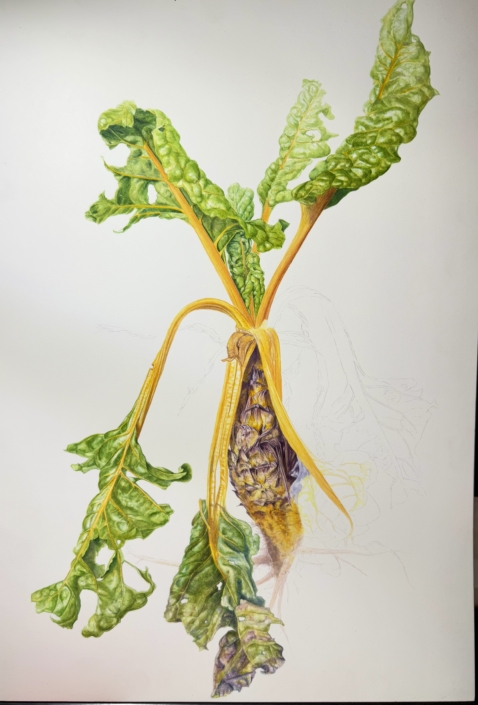 Pascal Brault, Blette ou Poirée à tige jaune, Beta vulgaris, 2025 Pascal Brault, Blette ou Poirée à tige jaune, Beta vulgaris, 2025