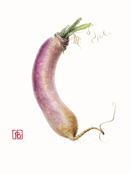 Pascal Brault, Navet, Brassica rapa, 2017 Pascal Brault, Navet, Brassica rapa, 2017