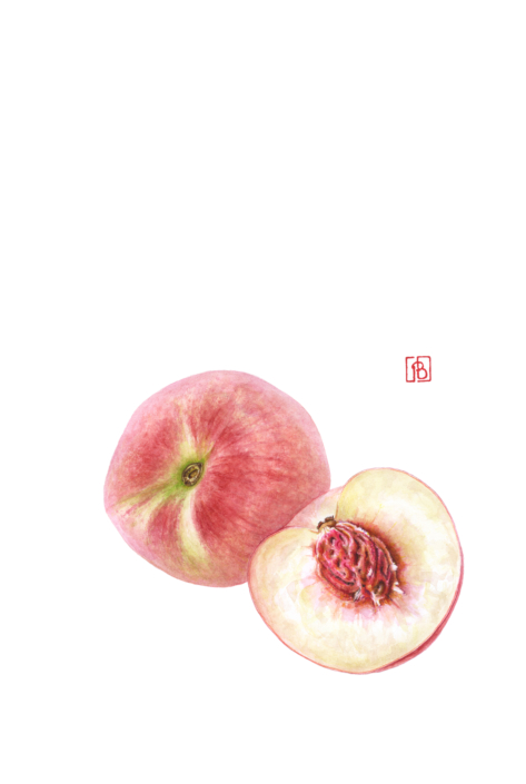 Pascal Brault, Pêche, Prunus persica, 2024 Pascal Brault, Pêche, Prunus persica, 2024