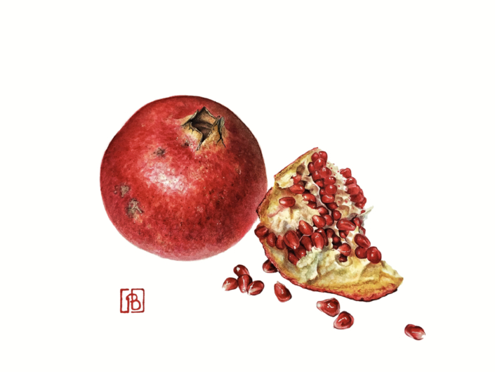 Pascal Brault, Grenade, Punica granatum, 2015 Pascal Brault, Grenade, Punica granatum, 2015