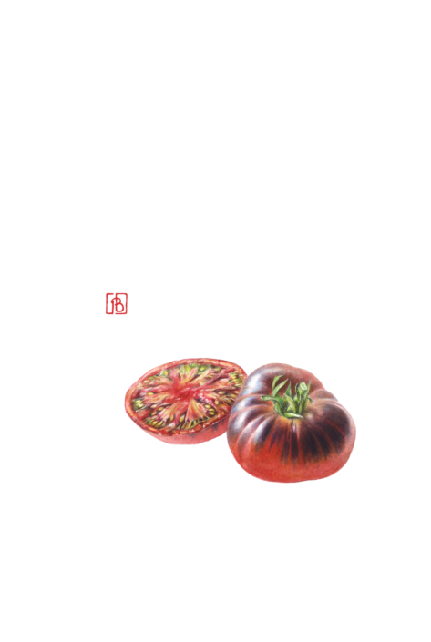 Pascal Brault, Tomate noire, Solanun lycopersicum, 2024 Pascal Brault, Tomate noire, Solanun lycopersicum, 2024
