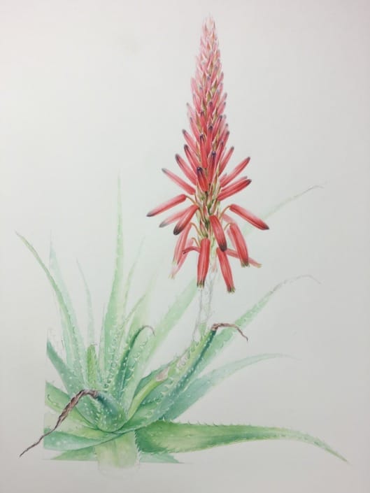 Pascal Brault, Aloe humilis, 2016 Pascal Brault, Aloe humilis, 2016