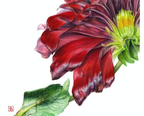 Dahlia var.spartacus pascal brault 2019 64x49cm