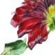 Dahlia var.spartacus pascal brault 2019 64x49cm