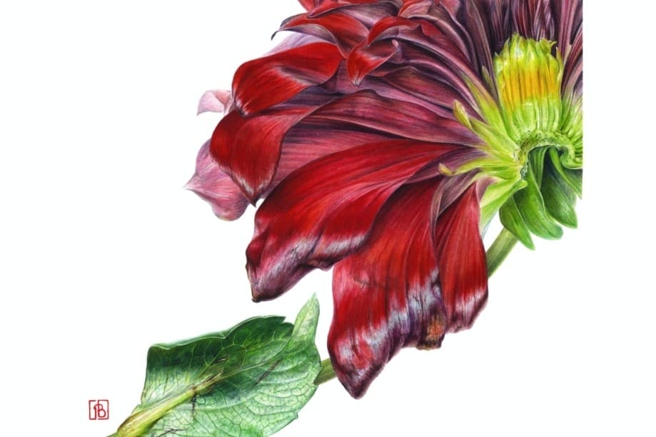 Dahlia var.spartacus pascal brault 2019 64x49cm