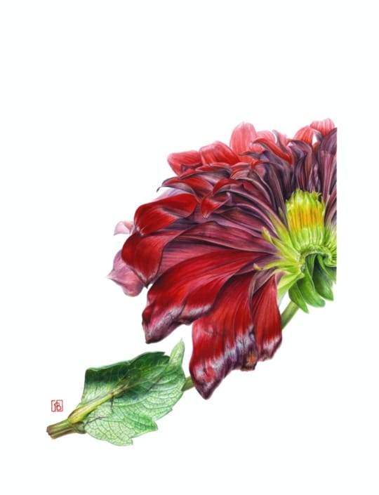 Pascal Brault Dahlia var.Spartacus, 2019, Pascal Brault Dahlia var.Spartacus, 2019