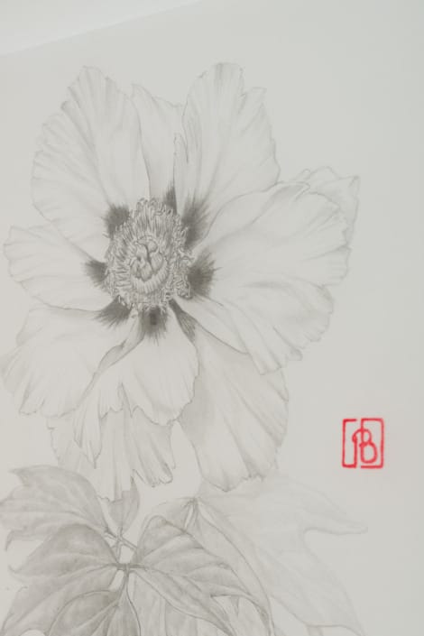 Pivoine, Paeonia suffruticosa, 2021 Pivoine, Paeonia suffruticosa, 2021