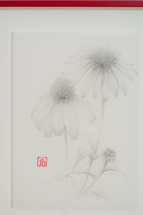 Echinacée, Echinacea purpurea, 2021 Echinacée, Echinacea purpurea, 2021@adrienthibault web 8