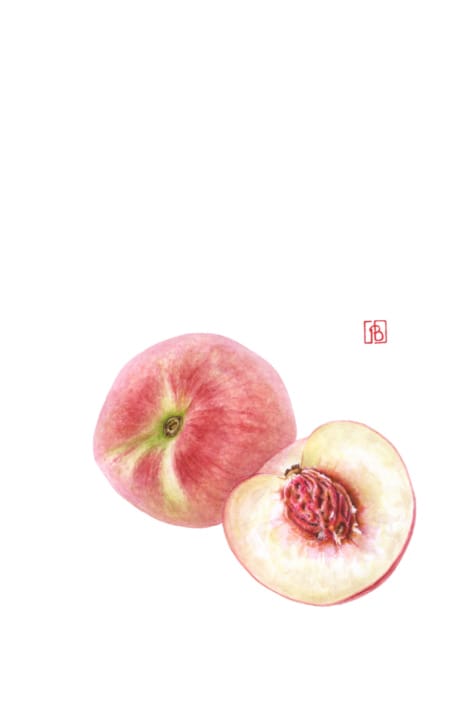 Pascal Brault, Prunus persica 2024 Pascal Brault, Prunus persica 2024