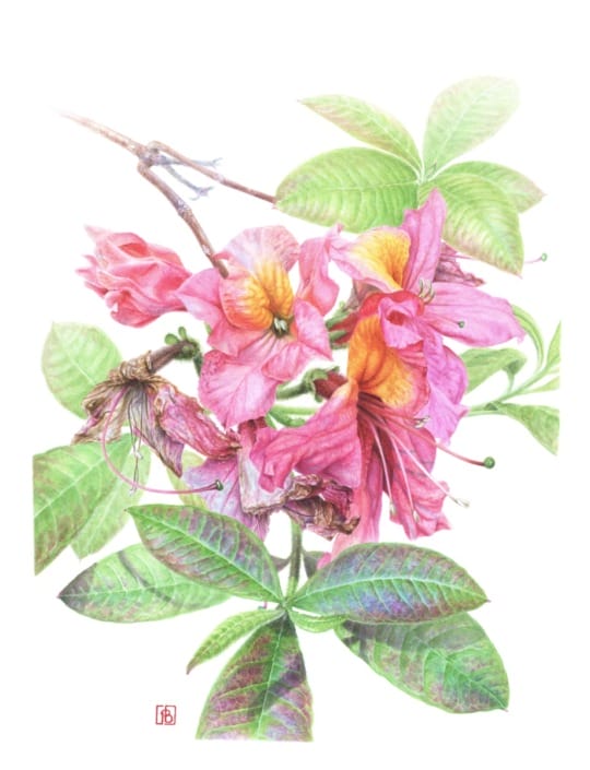 Pascal Brault, Rhododendron mollis ‘Berryrose’, 2019 Pascal BRAULT, Rhododendron mollis 'Berryrose', 2019