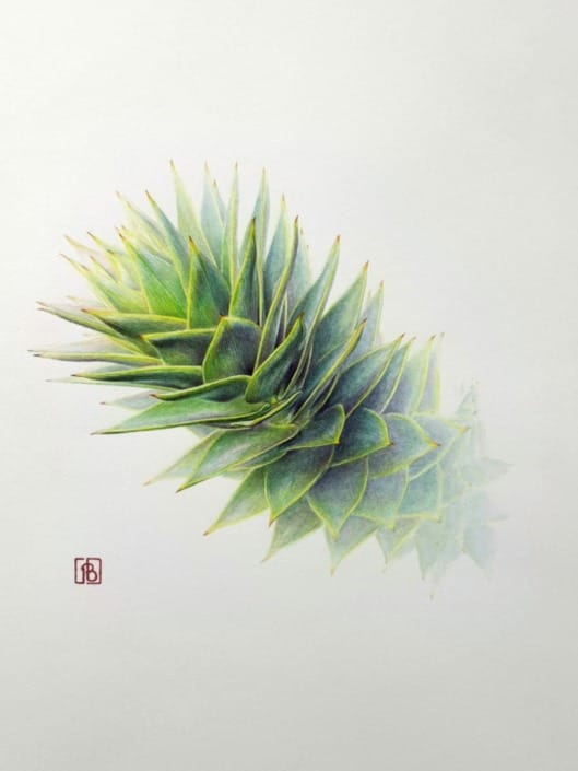 Pascal Brault, Araucaria araucana, 2017 Pascal Brault, Araucaria araucana, 2017